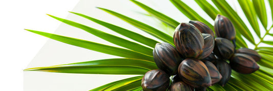 Saw Palmetto и борбата с косопада – природно решение, което работи