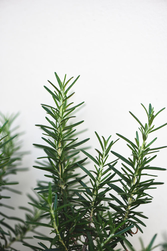 Rosemary Oil